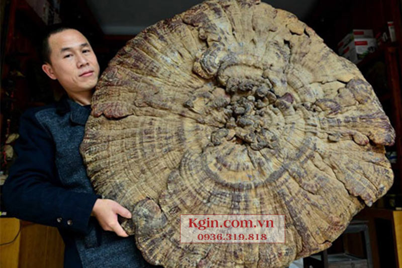 Phát hiện nấm Linh Chi khổng lồ có kích thước lớn nhất