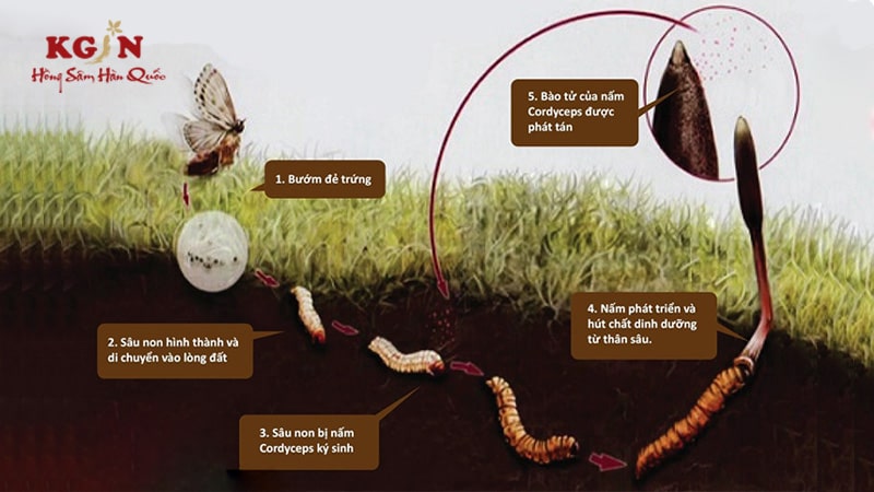 cách trồng đông trùng hạ thảo