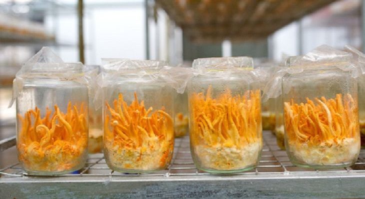 kỹ thuật nuôi trồng đông trùng hạ thảo