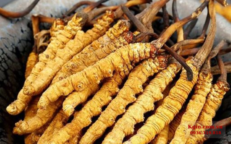 Sơ lược về đông trùng hạ thảo