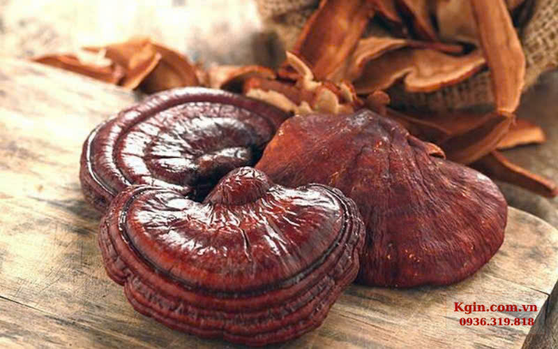 Nấm linh chi đỏ với bề mặt bóng, màu đỏ nâu đặc trưng và viền màu nhạt rõ nét. 
