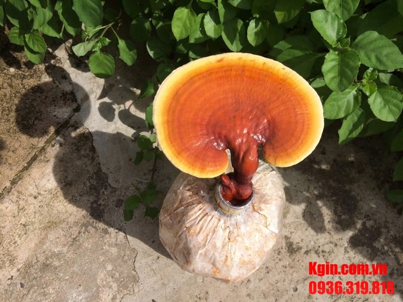 Túi trồng được nén chặt, cổ túi gắn nút bông giúp giữ ẩm và đảm bảo vô trùng.