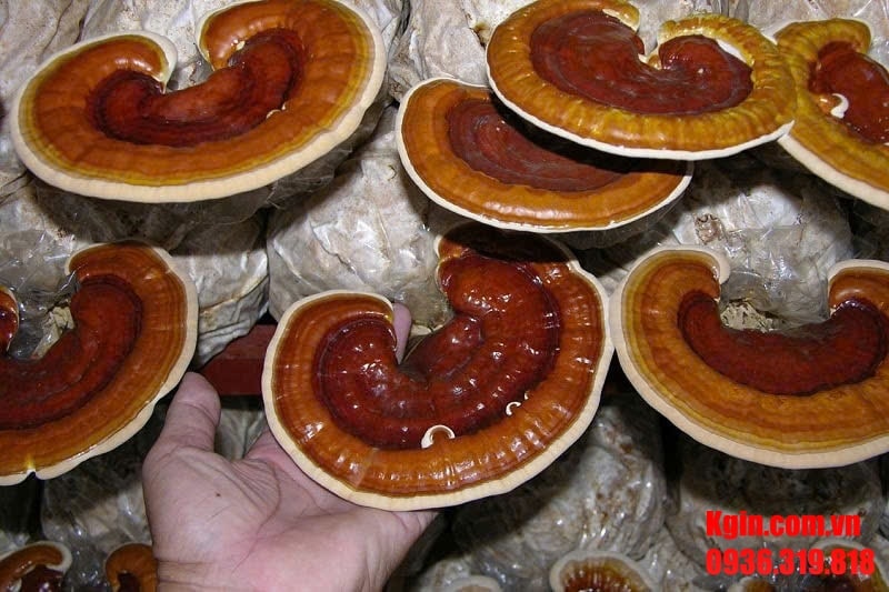 Các túi nấm được hấp cách thủy trong nồi áp suất lớn để loại bỏ mầm bệnh.