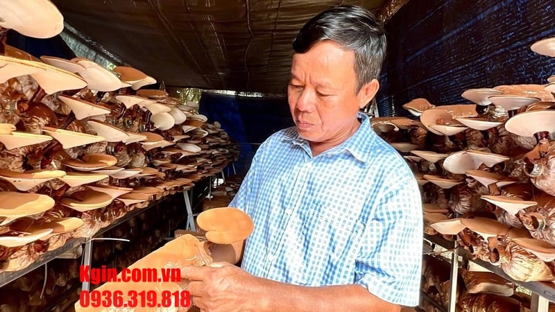 Tơ nấm phủ trắng bề mặt túi sau 3–4 tuần, sẵn sàng bước sang giai đoạn phát triển quả thể.
