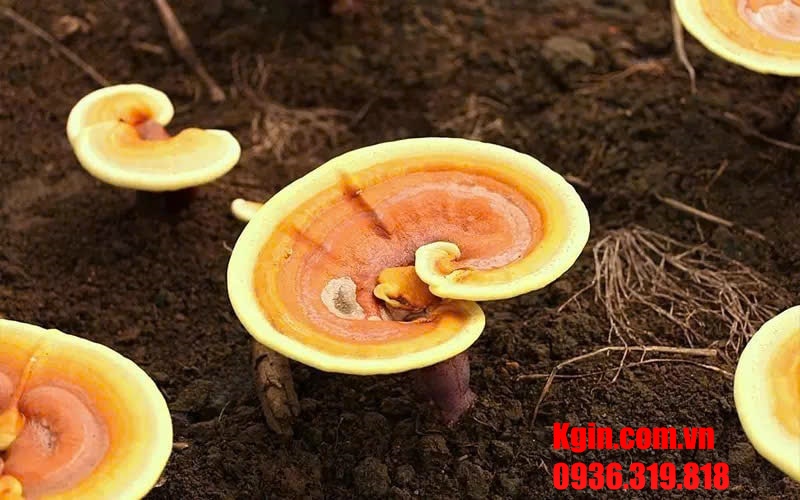 Túi nấm được đặt gọn vào luống đất sạch, ẩm nhẹ, hỗ trợ tai nấm phát triển chắc khỏe.