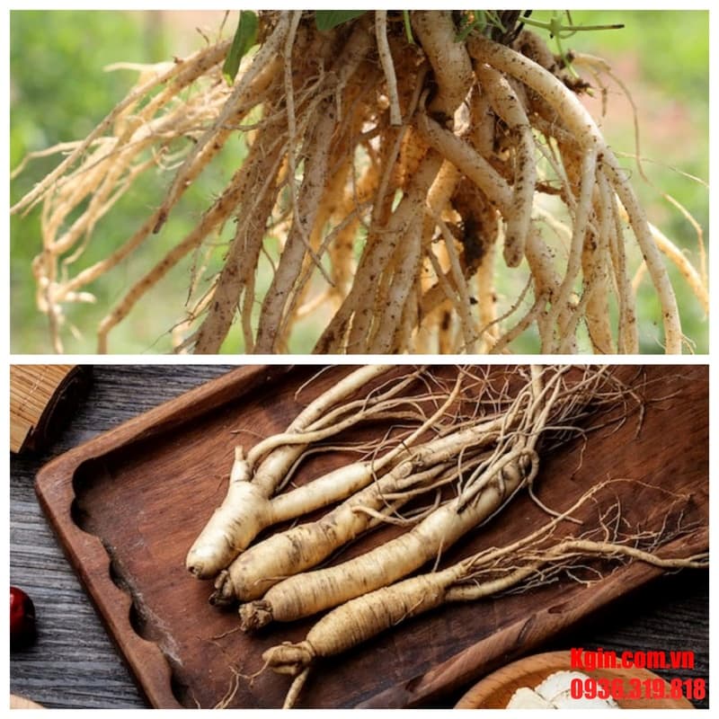 Tìm hiểu chung về đẳng sâm và nhân sâm