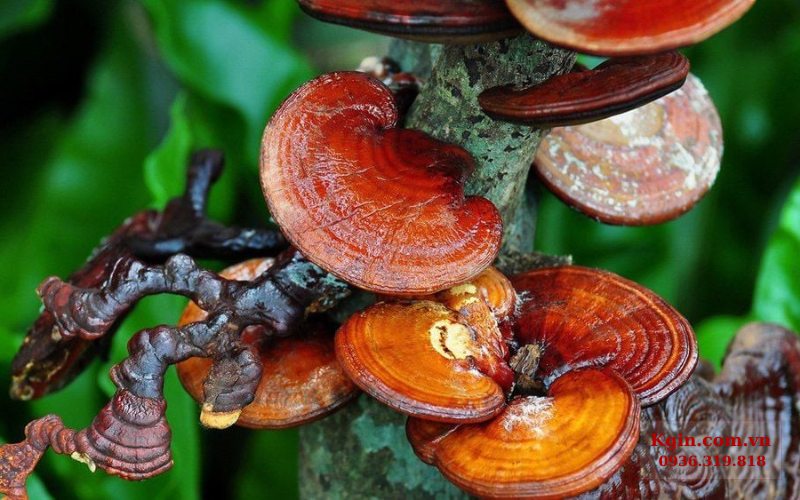 Nấm linh chi thường mọc ở các khu rừng rậm nhiệt đới 