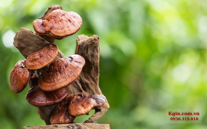Nấm tươi sẽ không bảo quản được lâu 