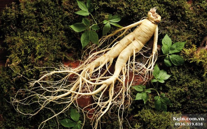 Giải mã sự thật vì sao nhân sâm biết chạy