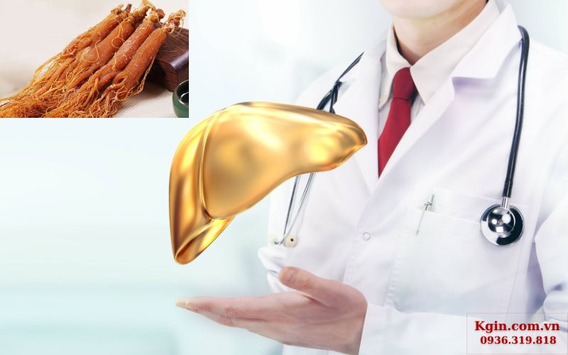 Nhân sâm đỏ Hàn Quốc tăng cường chức năng gan và giải độc