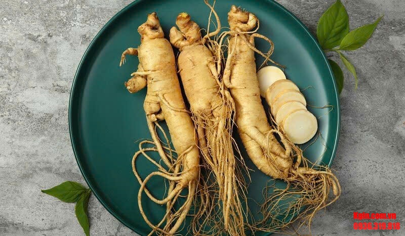 Nhân sâm Mỹ